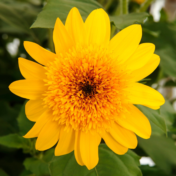 Helianthus annuus 'Sunfinity Double Yellow'