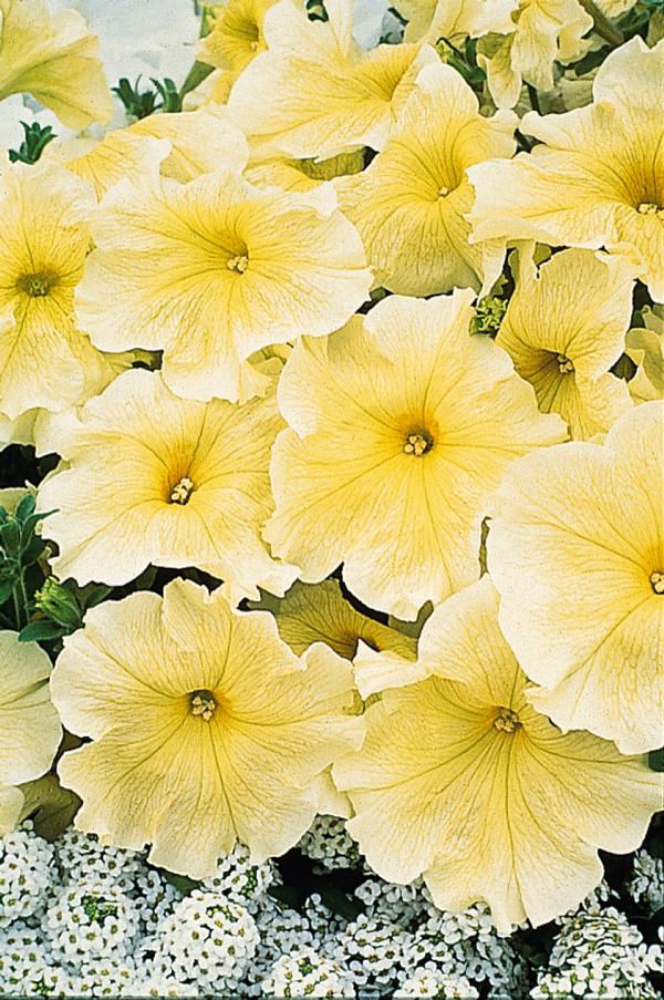 Petunia hybrida 'Prism Sunshine'