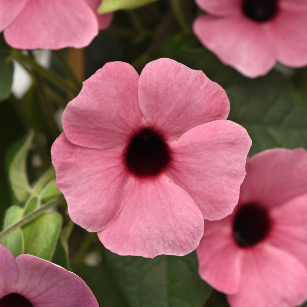 Thunbergia alata 'Sunny Rose Sensation'