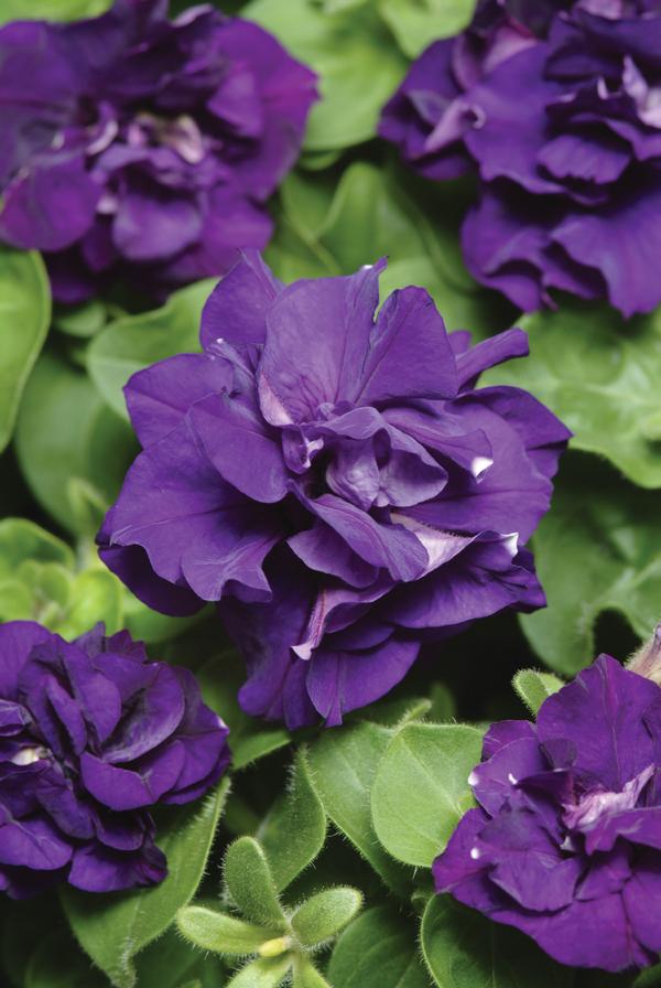 Petunia hybrida