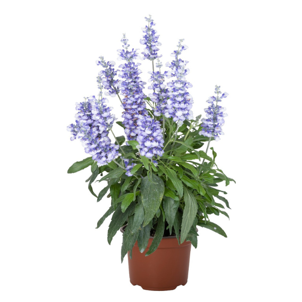 Salvia buchananii 'Icon Blue Bicolor'