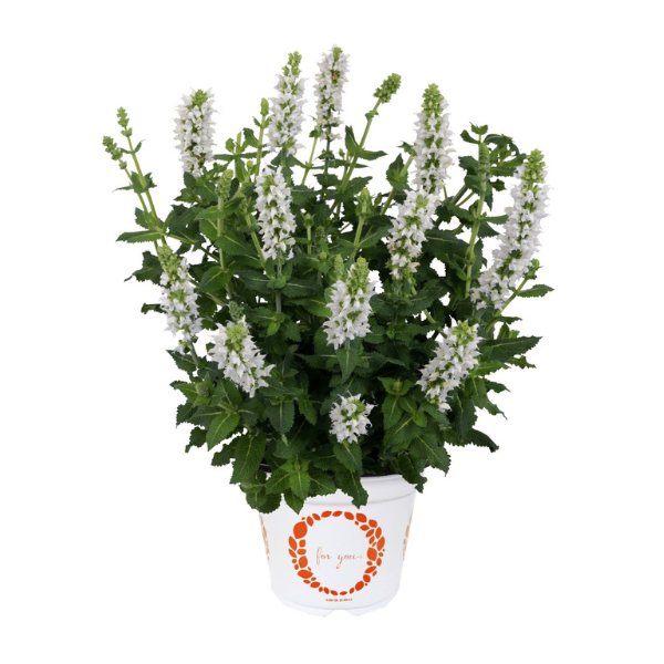 Salvia buchananii 'Icon Glacier'