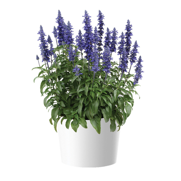 Salvia farinacea 'Sallyfun Blue Lagoon'