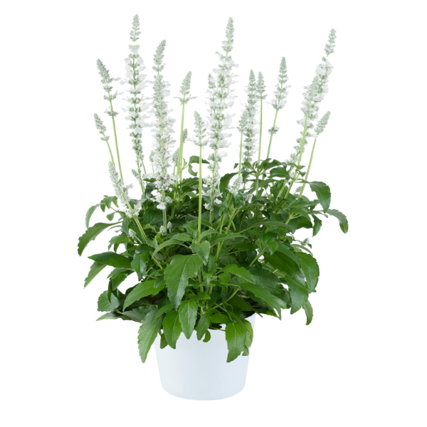 Salvia farinacea 'Sallyfun Pure White'