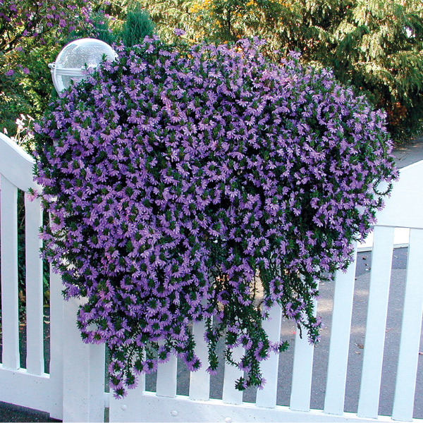 Scaevola aemula 'Scalora Brilliant'