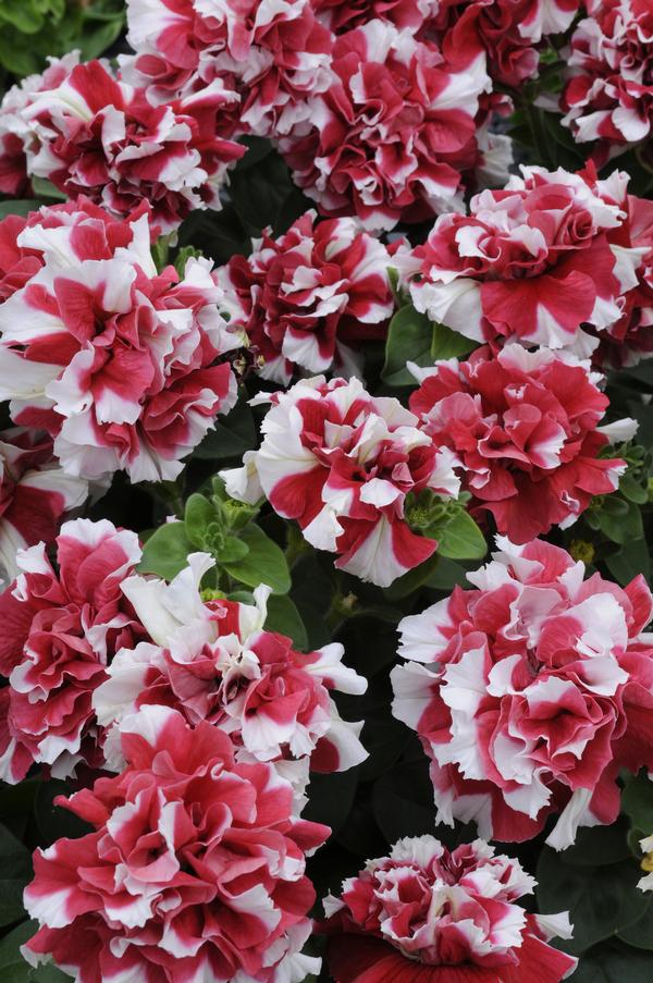 Petunia hybrida 'Double Madness Red/White'