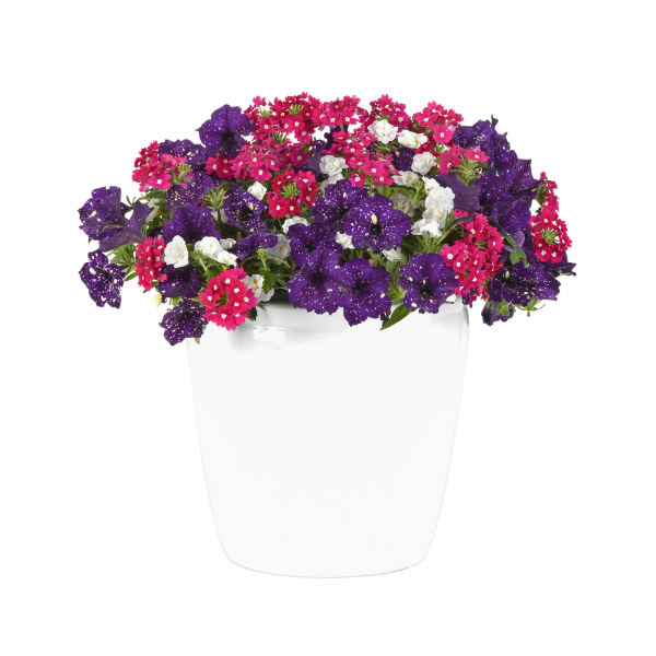 Trixi® 'Berry Vibes'