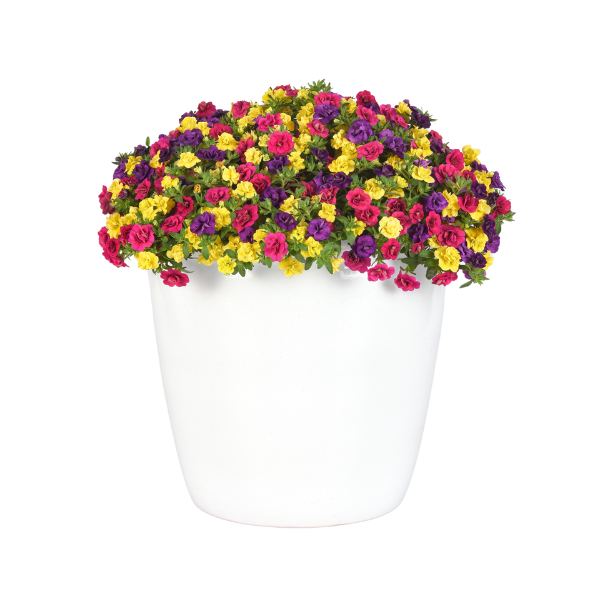 Trixi® 'Evo-Centric'