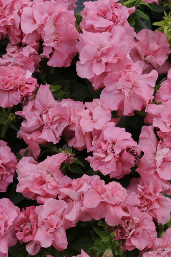 Petunia hybrida 'Double Madness Satin Pink'