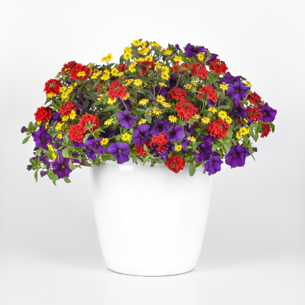 Trixi® 'Prime Suspect'