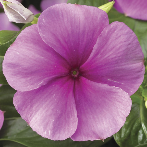 Vinca catharanthus roseus 'Sun Storm Deep Lilac'