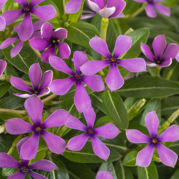 Vinca catharanthus roseus 'Soiree Kawaii Blueberry Kiss'
