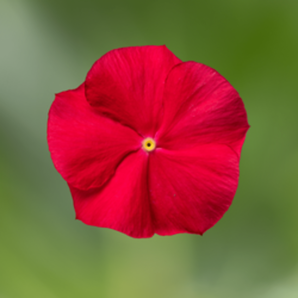 Vinca catharanthus roseus 'Cora XDR Red Glow'