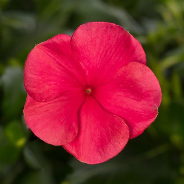 Vinca catharanthus roseus 'Cora Cascade Punch'