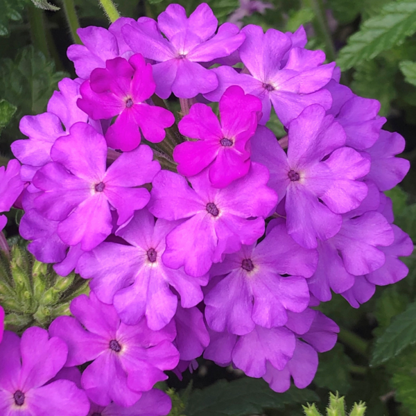 Verbena hybrida 'Lanai Lilac'