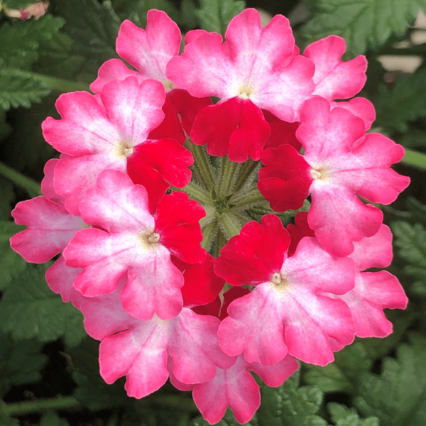 Verbena hybrida 'Lanai Twister Hot Lips'