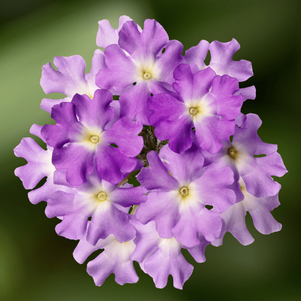 Verbena hybrida 'Lanai Upright Sky Blue'