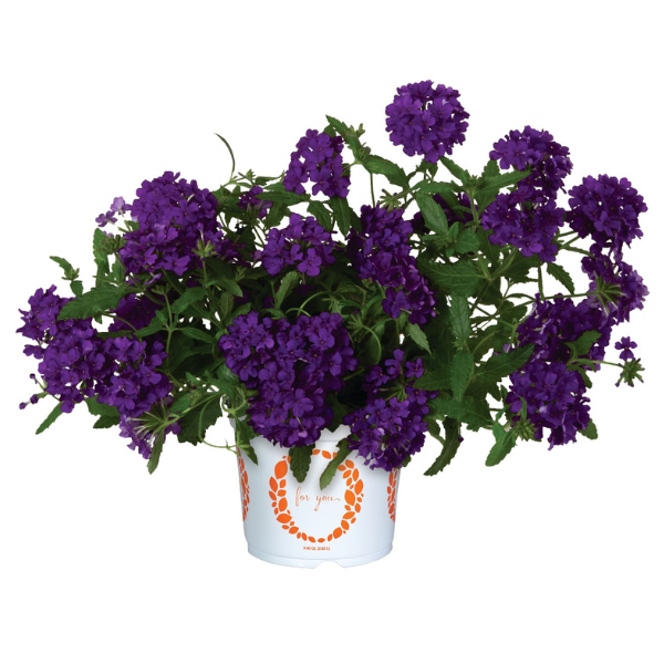 Verbena hybrida 'Empress Flair Cobalt Blue'