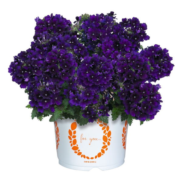 Verbena hybrida 'Empress Flair Violet 25'