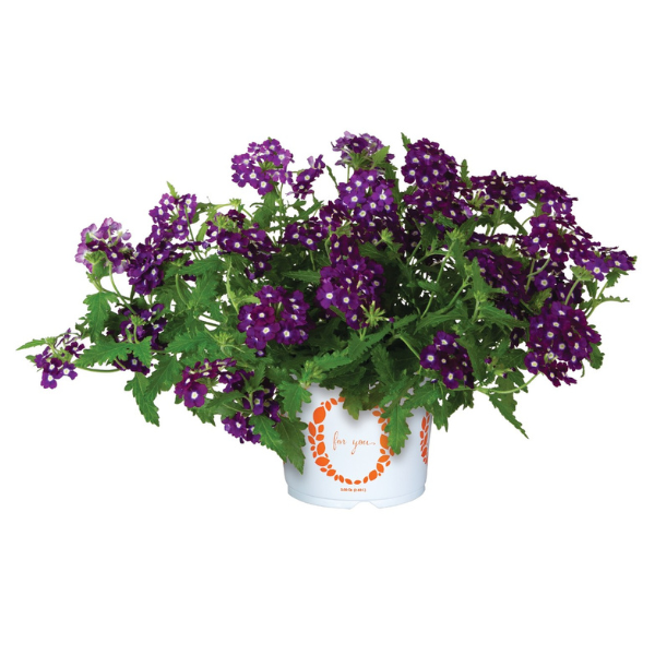 Verbena hybrida 'Empress Sun Burgundy Charme'