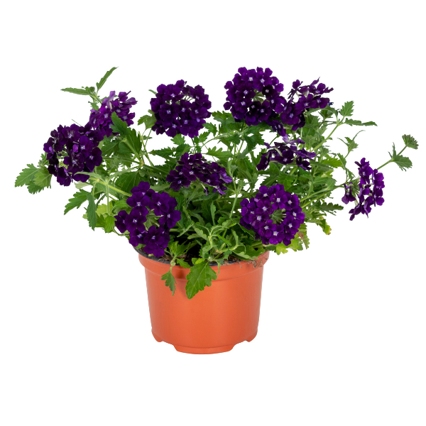Verbena hybrida 'Empress Sun Dark Blue'