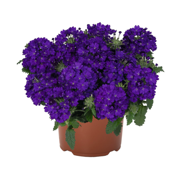 Verbena hybrida 'Empress Sun Kiss Blue 25'