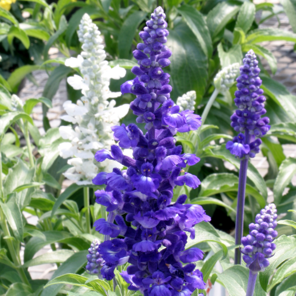 Salvia farinacea 'Rhea Blue'