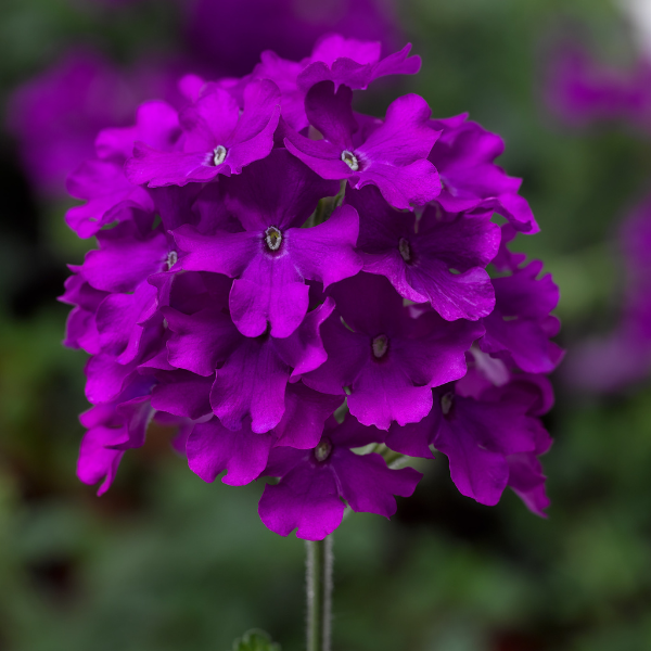 Verbena hybrida 'Lanai Purple'