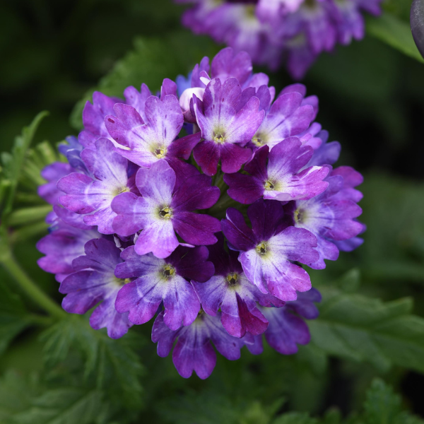 Verbena hybrida 'Lascar Blue and White'