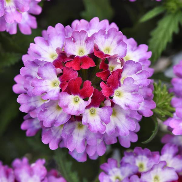 Verbena hybrida 'Lascar Purple and White'