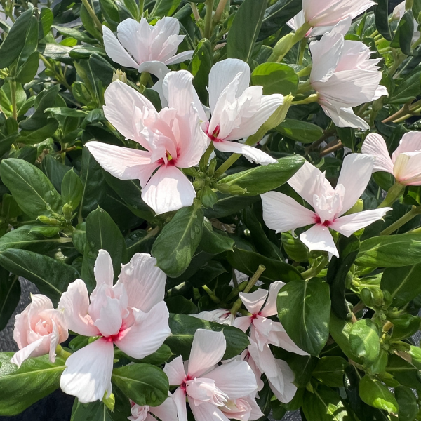 Vinca catharanthus roseus 'Soiree Double Appleblossom'