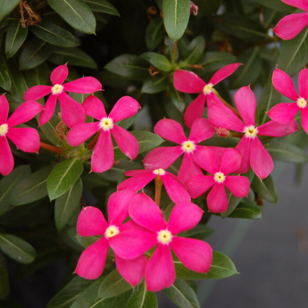 Vinca catharanthus roseus 'Soiree Kawaii Coral Reef'