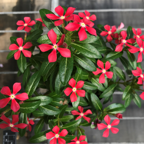 Vinca catharanthus roseus 'Soiree Kawaii Paprika Red'