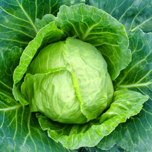 Vegetable Weezie's Cabbage 'Cabbage Stonehead'
