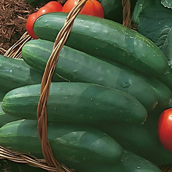 Vegetable Weezie's Cucumber 'Cucumber Bush Crop'