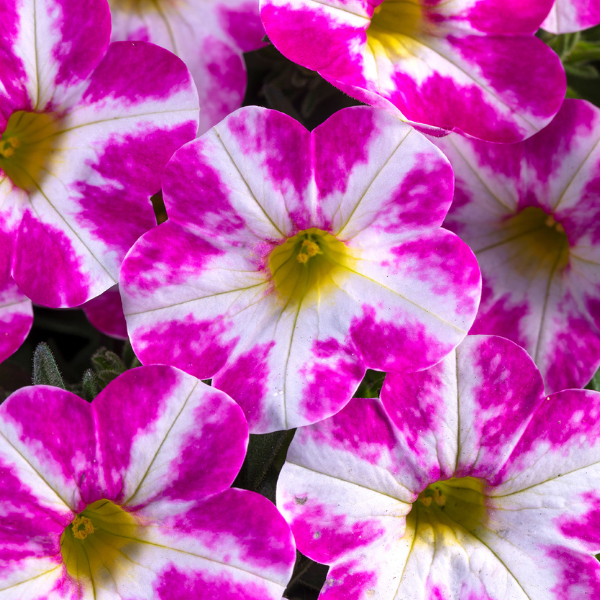 Calibrachoa hybrida 'Candy Shop Milky Pink'