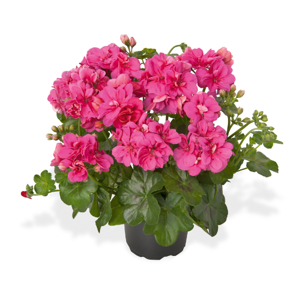Geranium Ivy pelargonium peltatum 'Great Balls of Fire Hot Pink'