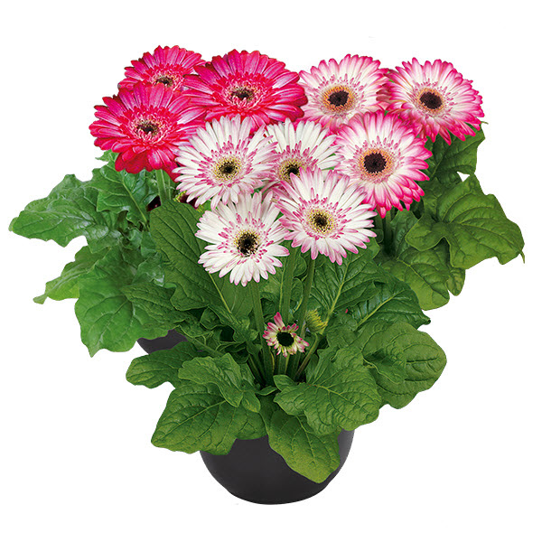 Gerbera jamesonii 'Midi Bicolor'