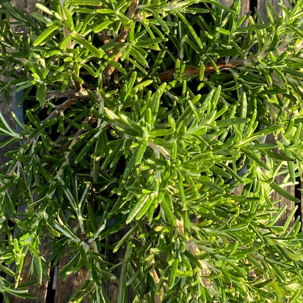 Herb rosmarinus officinalis 'Rosemary Spanish Spreading'