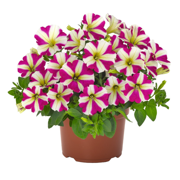 Petunia hybrida 'Potunia Piccola Magenta Star'