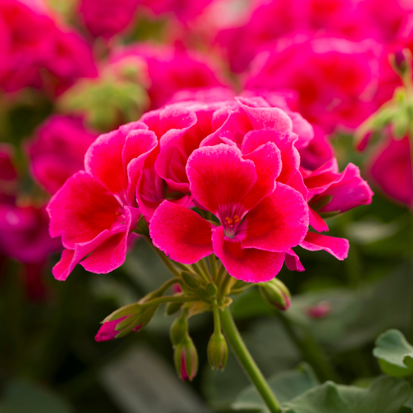 Geranium Zonal pelargonium zonale 'Calliope Medium Crimson Flame'