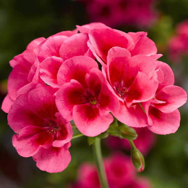 Geranium Zonal pelargonium interspecific 'Calliope Medium Rose Mega Splash'
