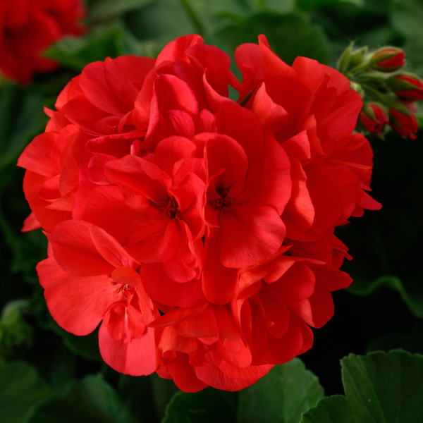 Geranium Zonal pelargonium zonale 'Calliope Large Dark Salmon'