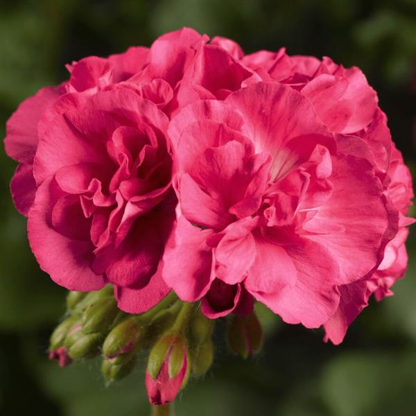 Geranium Zonal pelargonium zonale 'Calliope Medium Salmon'
