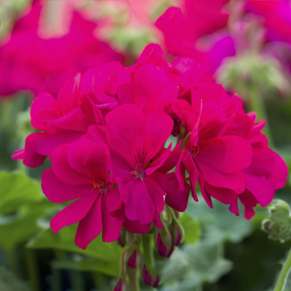 Geranium Zonal pelargonium zonale 'Calliope Medium Violet'