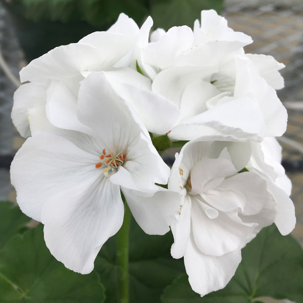 Geranium Zonal pelargonium zonale 'Calliope Large White'
