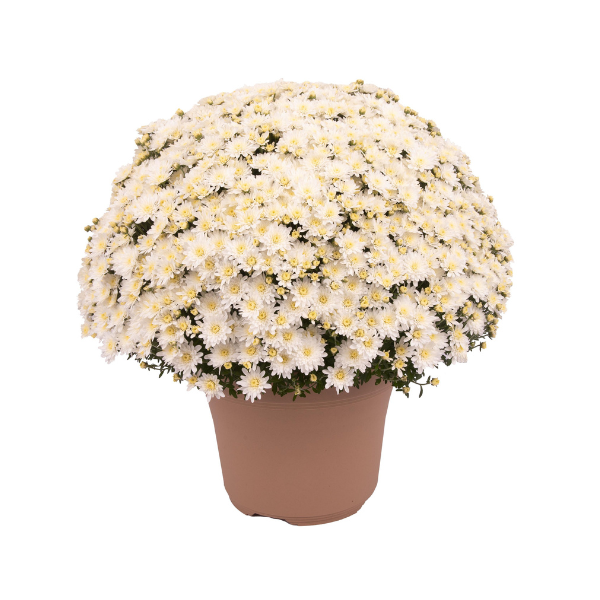 Mum chrysanthemum x morifolium 'Alexa White'
