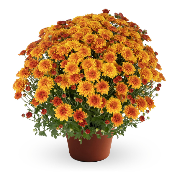 Mum chrysanthemum x morifolium 'Beatrice Orange'