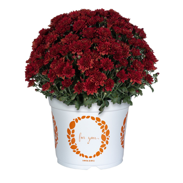 Mum chrysanthemum x morifolium 'Cheerful Red'