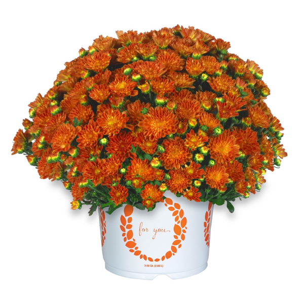 Mum chrysanthemum x morifolium 'Ditto Bronze'